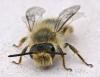 Andrena sp.